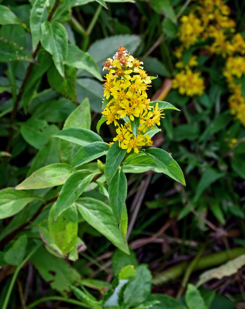 Изображение особи Solidago virgaurea ssp. dahurica.