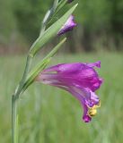 Gladiolus imbricatus