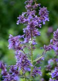 Nepeta grandiflora