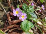 Primula vulgaris