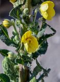 genus Verbascum. Часть побега с цветками и бутонами. Армения, обл. Гегаркуник, берег оз. Севан, окр. с. Норашен, ≈ 1900 м н.у.м., каменистый участок берега у подножия лугового склона. 21.06.2022.