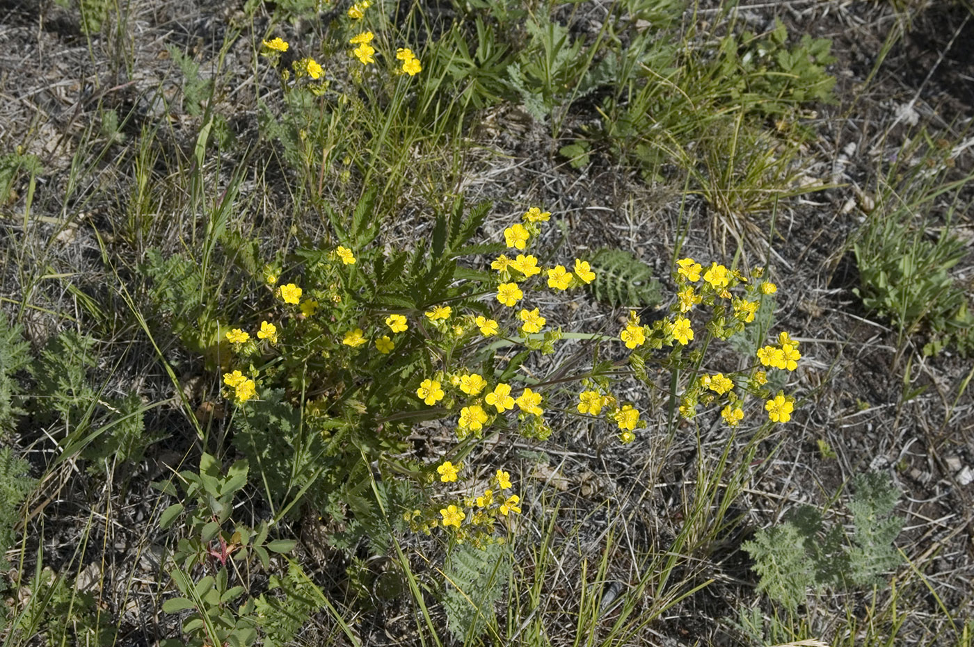 Изображение особи Potentilla tanacetifolia.