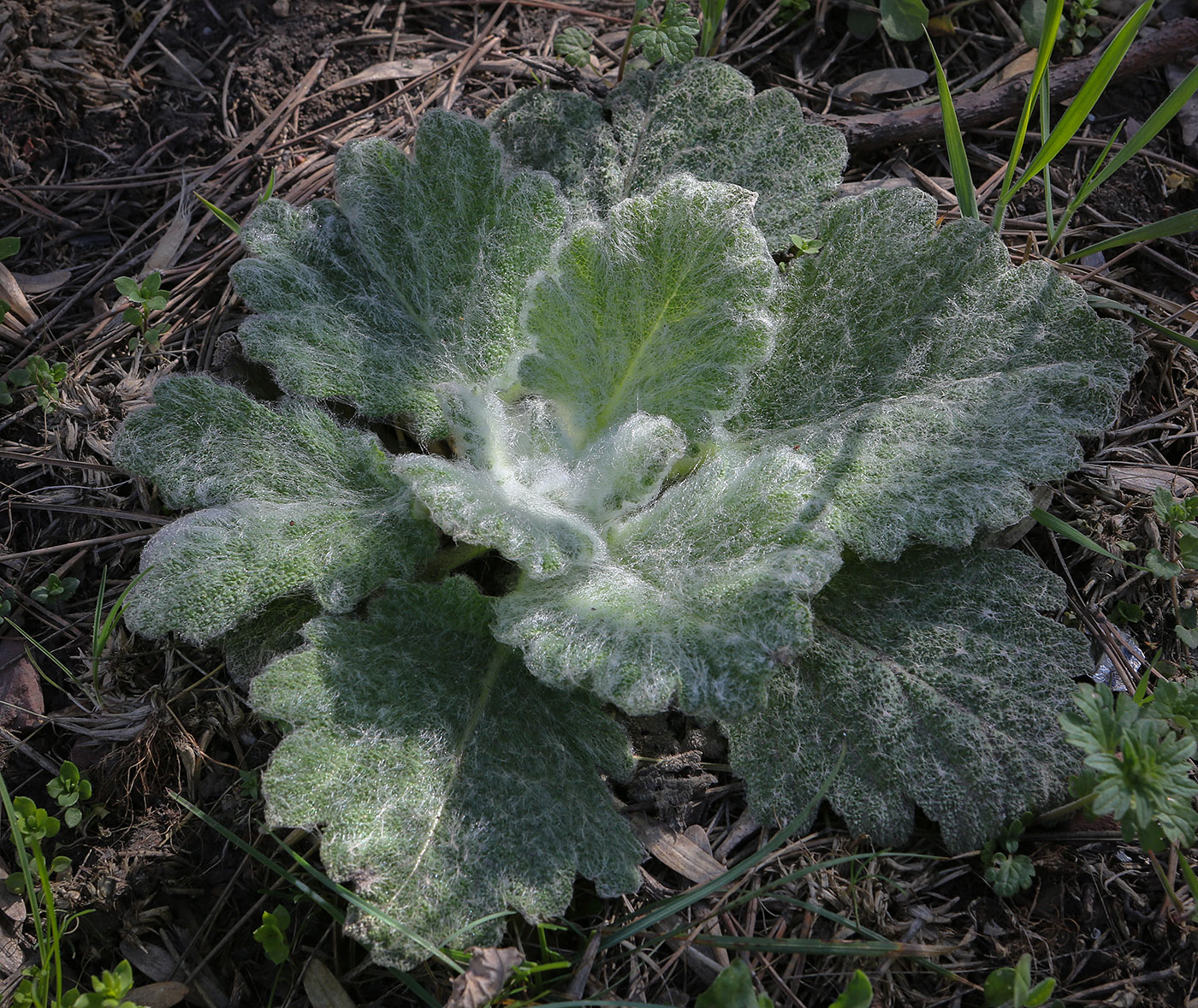 Image of Salvia aethiopis specimen.