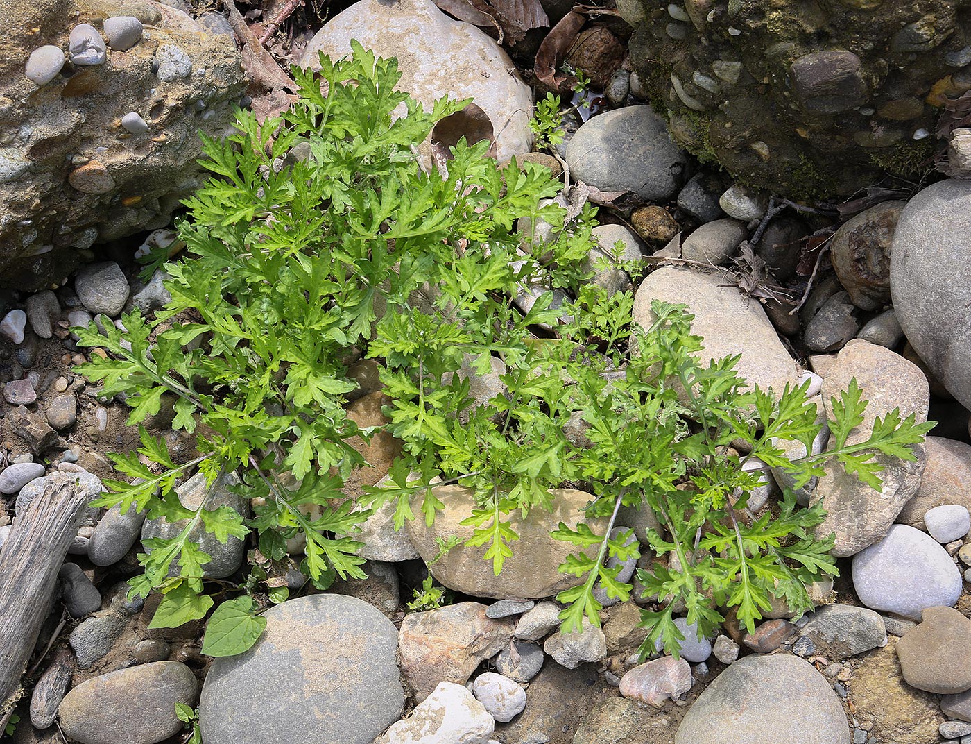 Image of familia Asteraceae specimen.