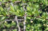 Berberis thunbergii. Часть побега с бутонами. Приморский край, Уссурийский ГО, Горнотаёжный дендрарий ДВО РАН. 04.05.2024.