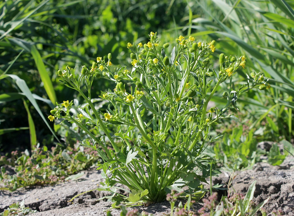 Изображение особи Ranunculus sceleratus.