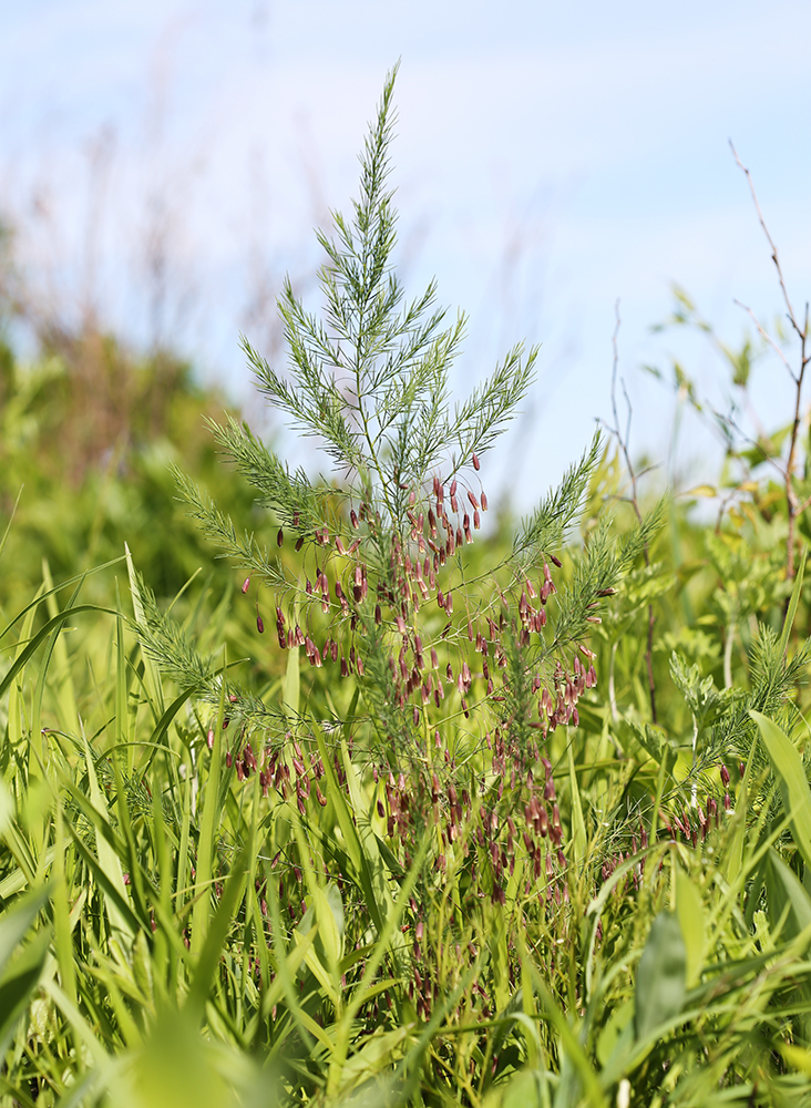 Изображение особи Asparagus oligoclonos.