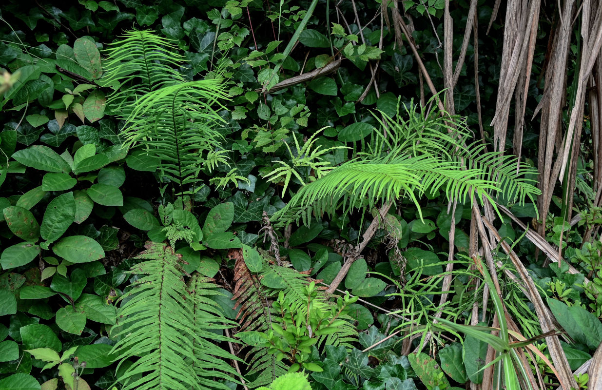 Изображение особи Pteris vittata.