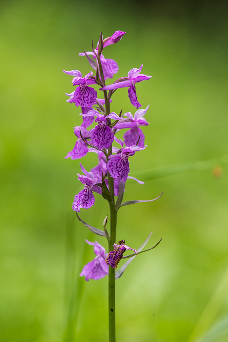 Изображение особи Dactylorhiza urvilleana.