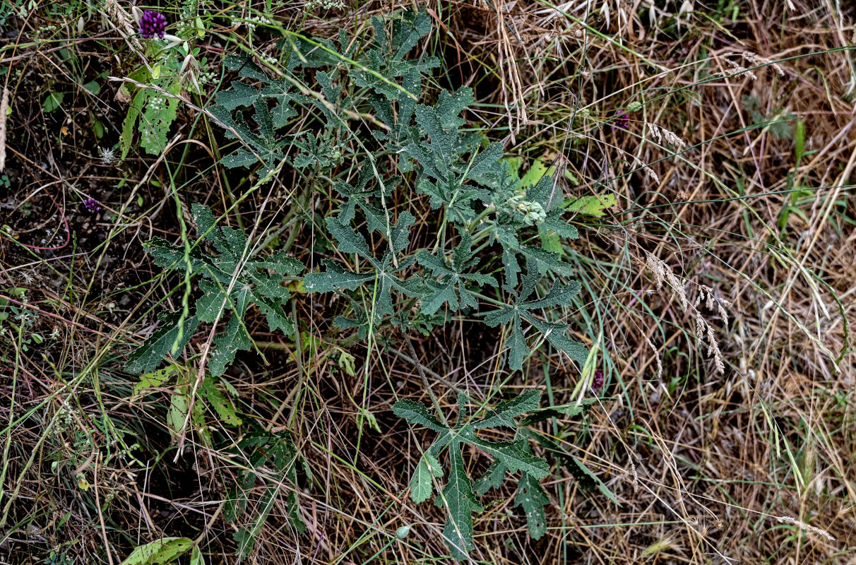 Image of genus Alcea specimen.