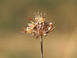 Allium talassicum. Соцветие. Узбекистан, Ташкентская обл., западные отроги Чаткальского хребта, Большой Чимган, ур. Аксай, около 1700 м н.у.м., кустарниково-разнотравное сообщество. 06.08.2024.