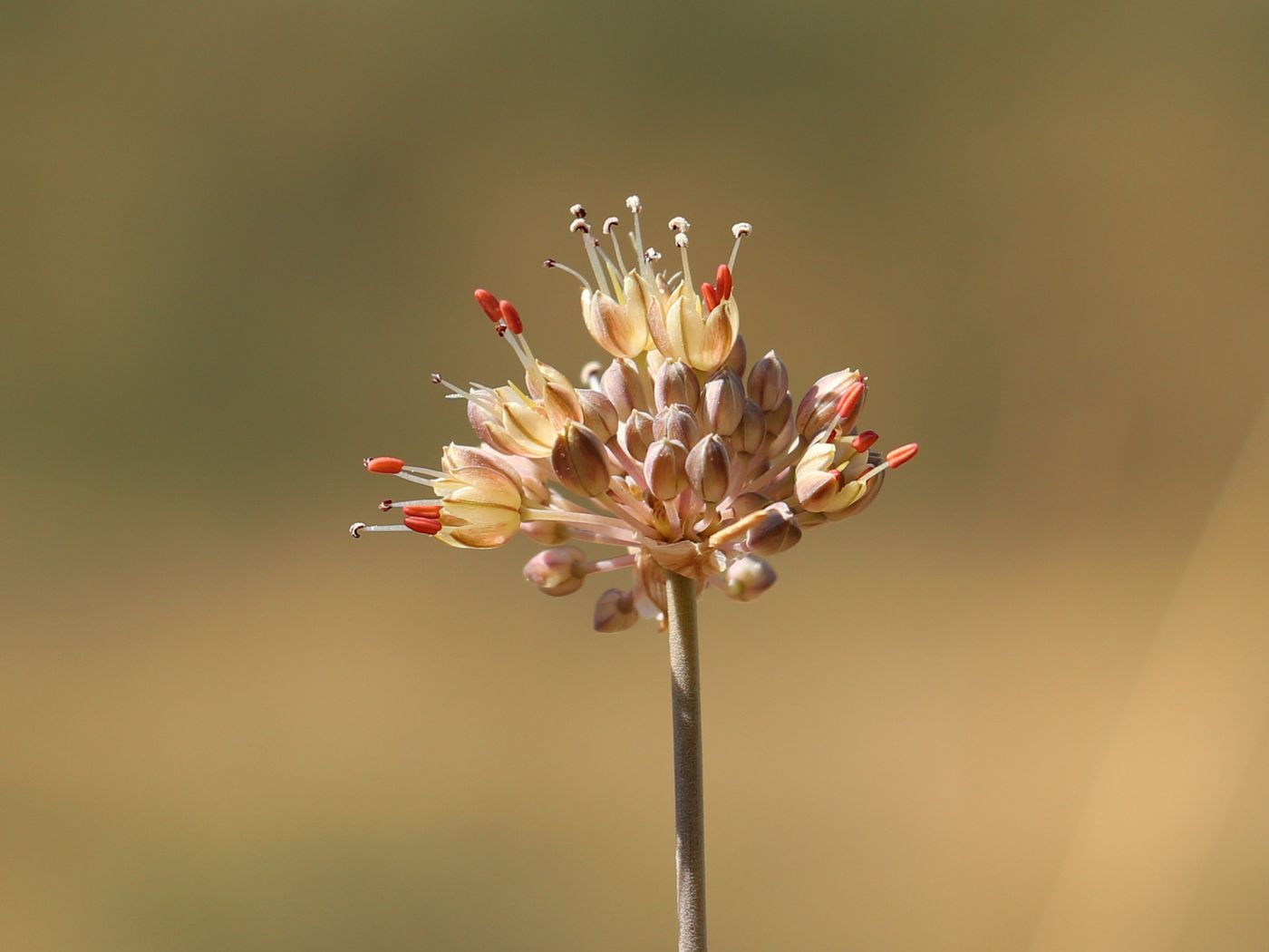 Изображение особи Allium talassicum.