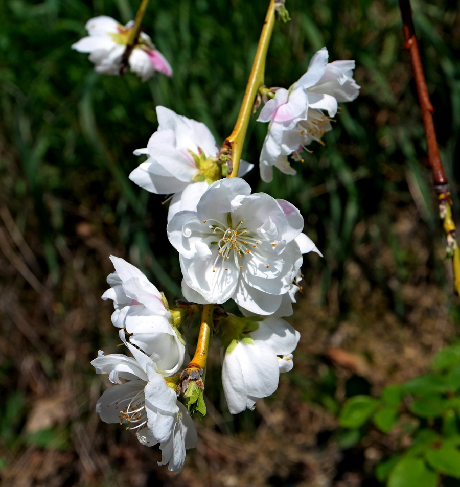 Изображение особи Persica vulgaris.