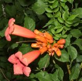 Campsis radicans. Цветки и бутоны с питающимися(?) муравьями. Узбекистан, Наманганская обл., Чустский р-н, верховье кишлака Гова (G'ova), зона отдыха \"Нур\", Ферганская долина, левый берег р. Говасай, в культуре. 23.07.2024.