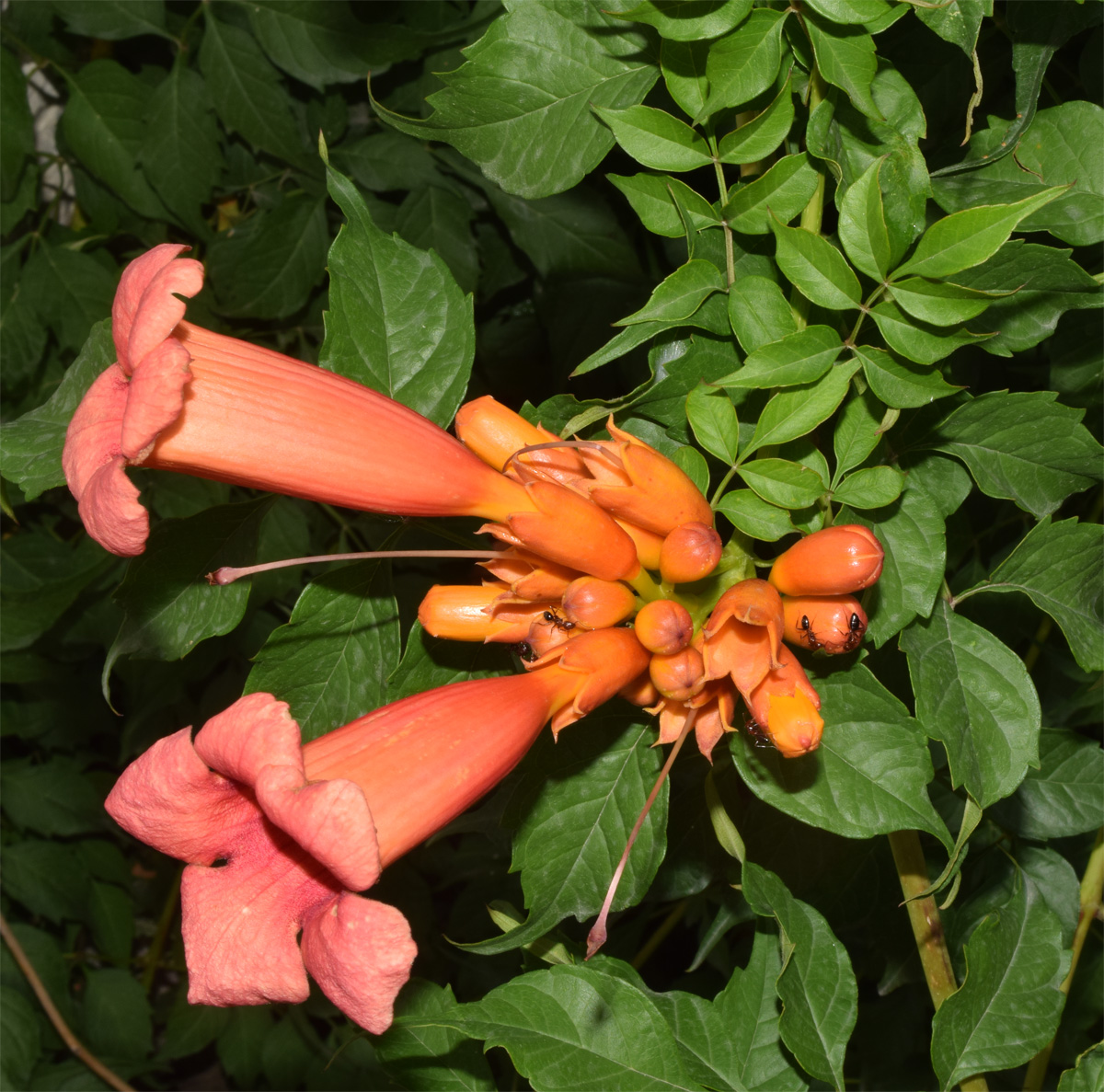 Image of Campsis radicans specimen.