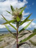 familia Asteraceae. Верхушка растения с галлом(?). Казахстан, Южный Алтай, обращённое к Бухтарминскому вдхр. зап. подножье Нарымского хр., массив матрацевидных гранитов. 3 июля 2024 г.