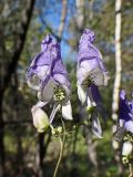 Aconitum consanguineum. Соцветие. Хабаровский край, г. Комсомольск-на-Амуре, берег руч. Тёплый ключ. 06.09.2024.