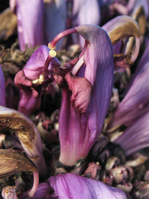 Image of Lathraea clandestina specimen.