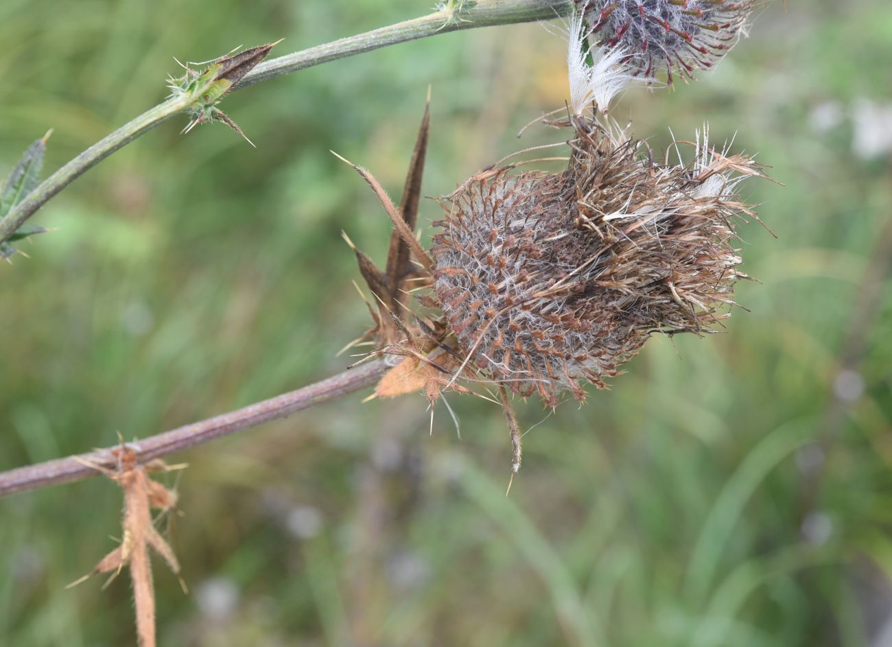 Image of Cirsium polonicum specimen.