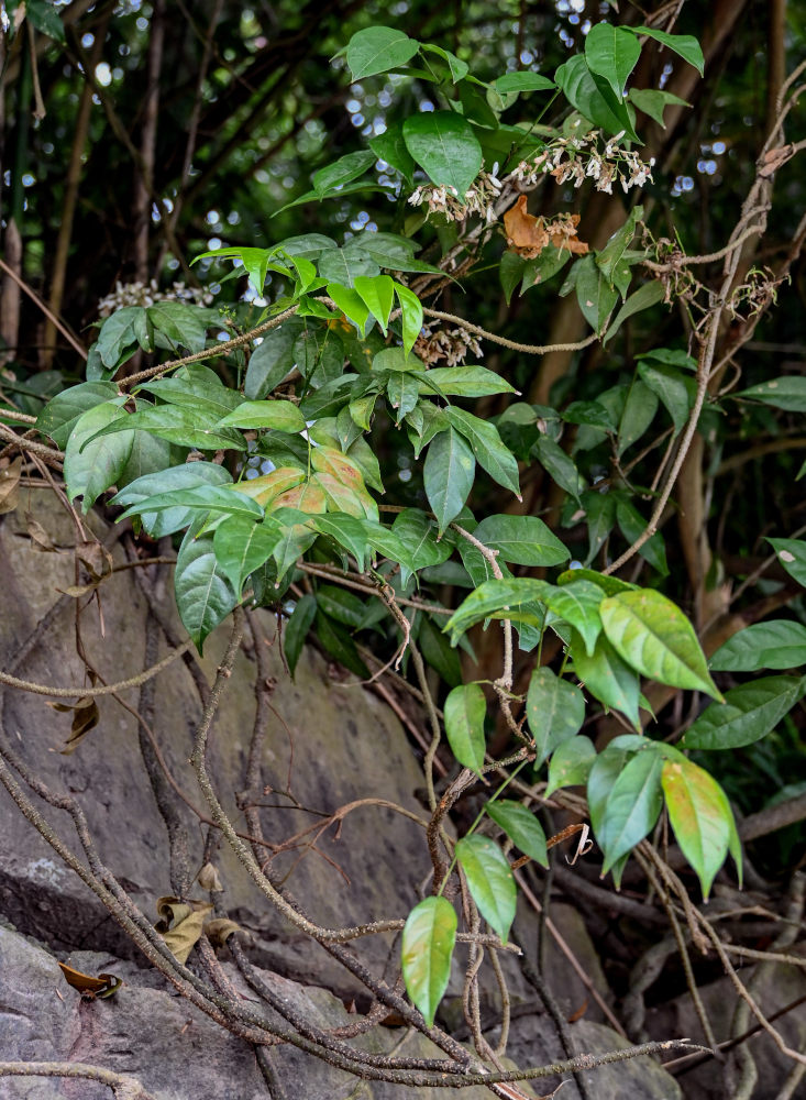 Изображение особи Brachypterum scandens.