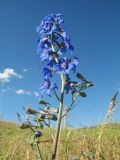 род Delphinium. Соцветия. Казахстан, Восточно-Казахстанская обл., Зайсанский р-н; Саур-Тарбагатай, Шиликтинская впадина, ≈ 1500 м н.у.м., степь. 1 июля 2024 г.