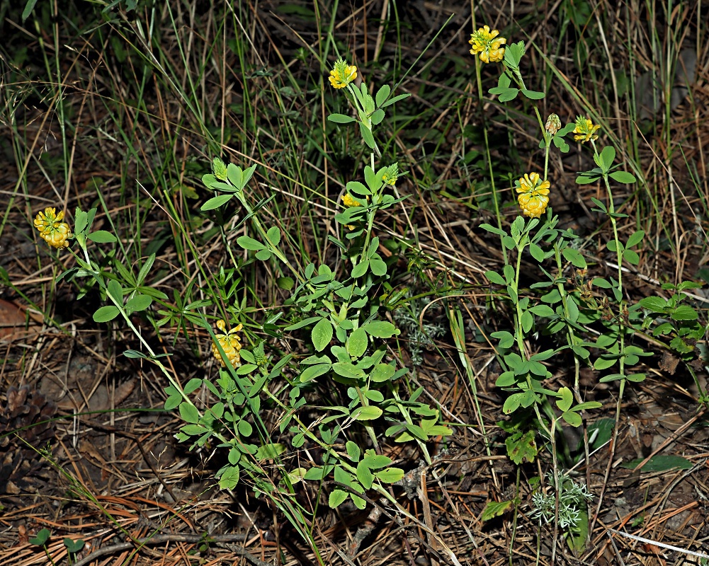 Изображение особи Trifolium aureum.