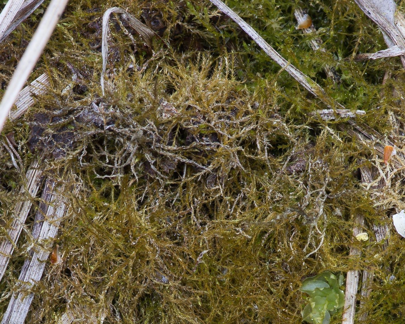 Image of class Bryopsida specimen.