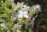 Hydrangea paniculata. Верхушка соцветия. Испания, автономное сообщество Каталония, провинция Жирона, комарка Баш-Эмпорда, муниципалитет Палафружель, ботанический сад \"Кап-Роч\". 25.08.2024.