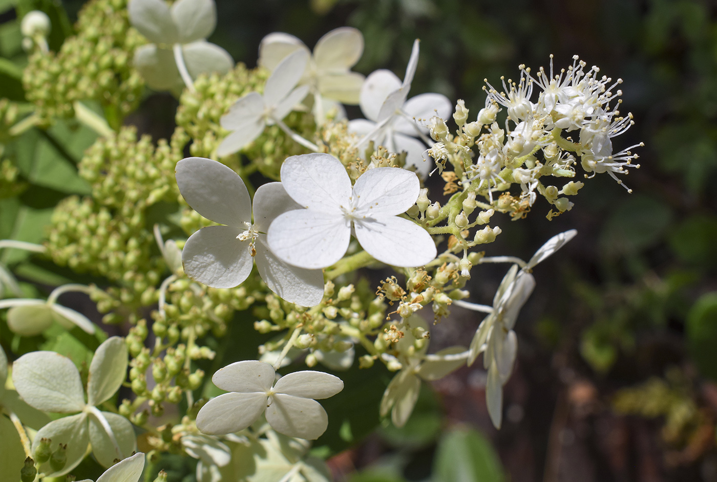 Image of Hydrangea paniculata specimen.