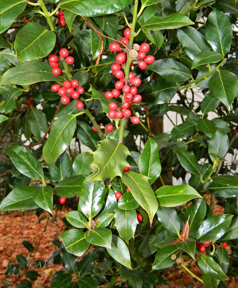 Image of Ilex aquifolium specimen.