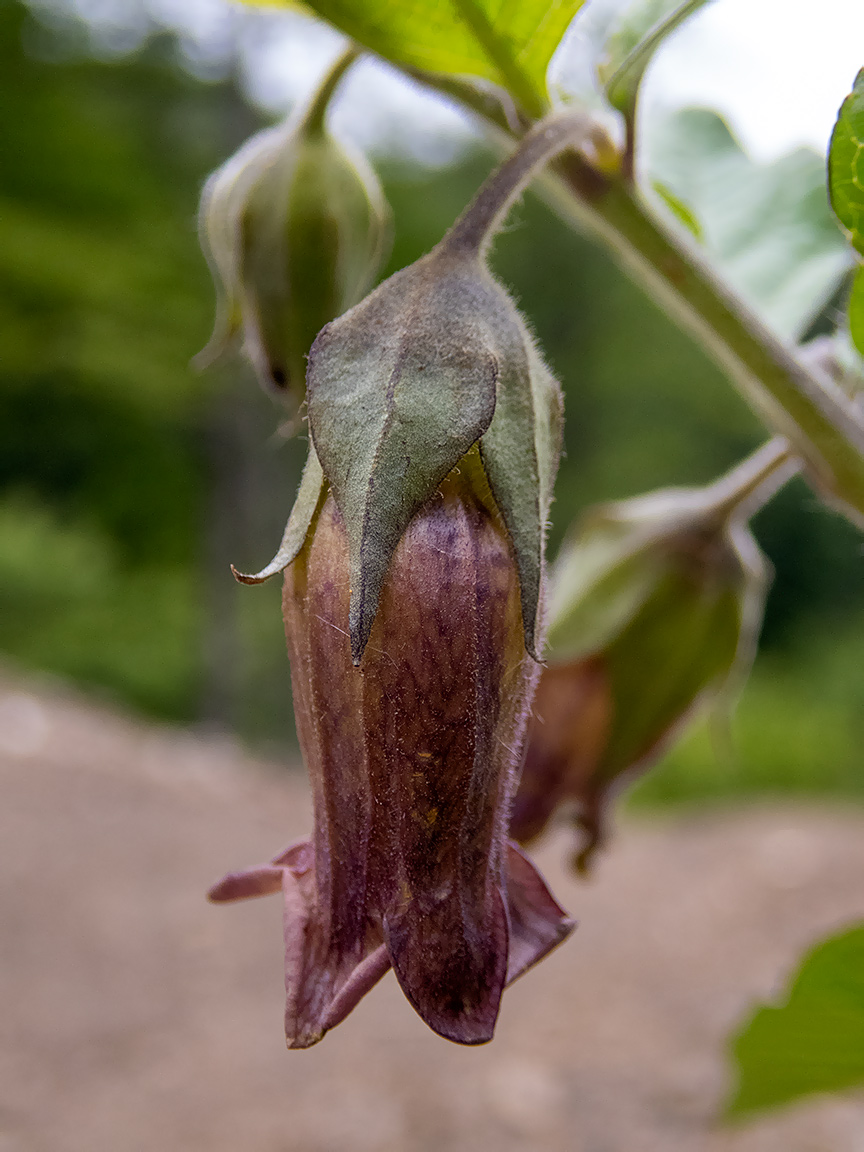 Изображение особи Atropa bella-donna.