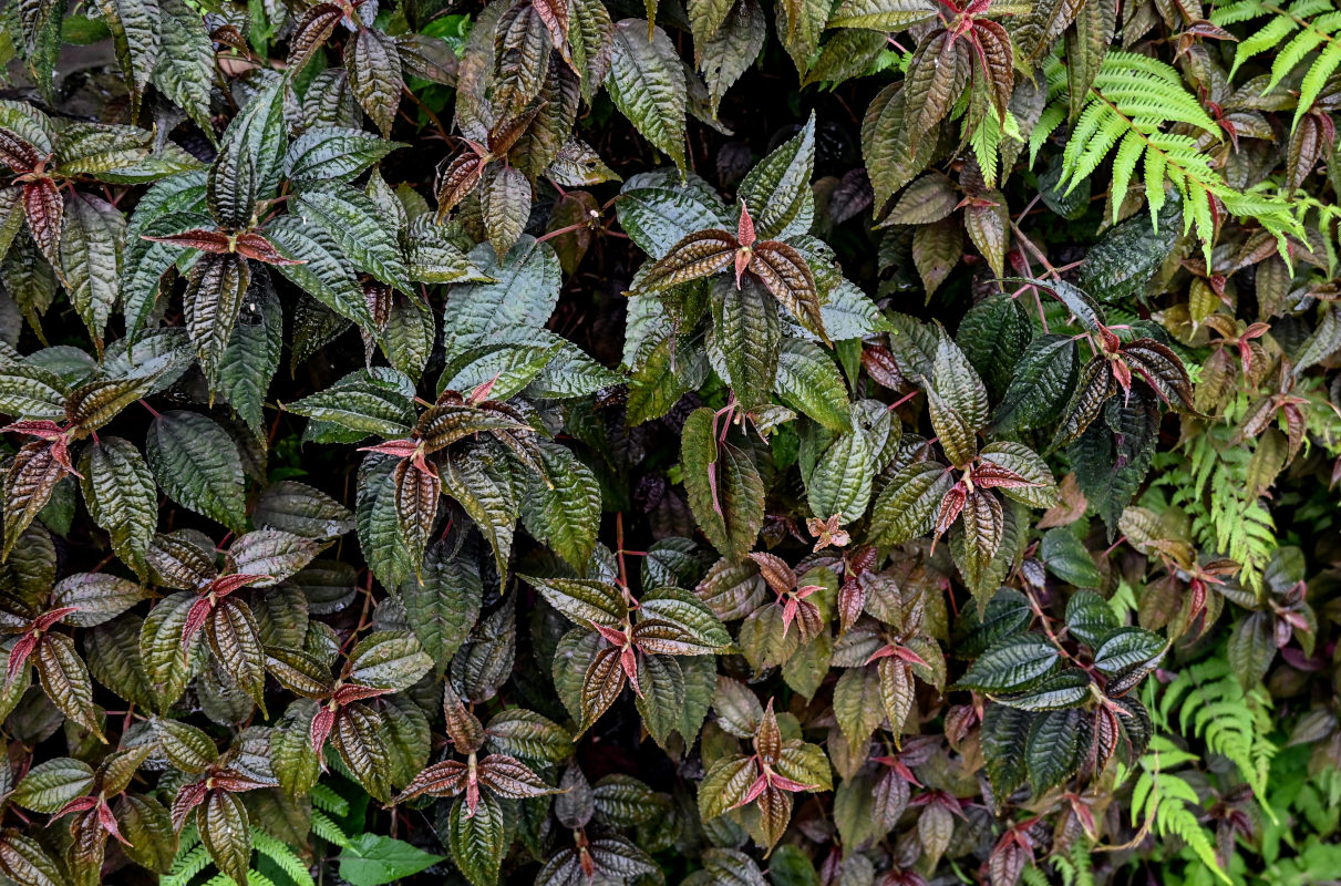 Image of genus Pilea specimen.