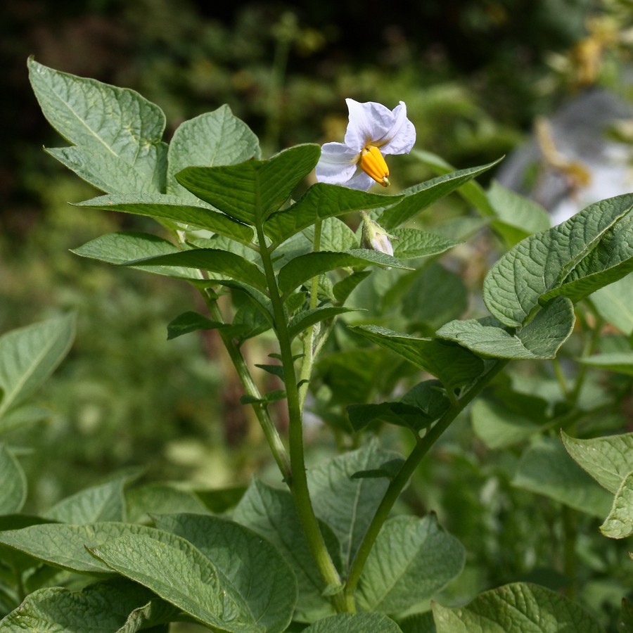 Изображение особи Solanum tuberosum.