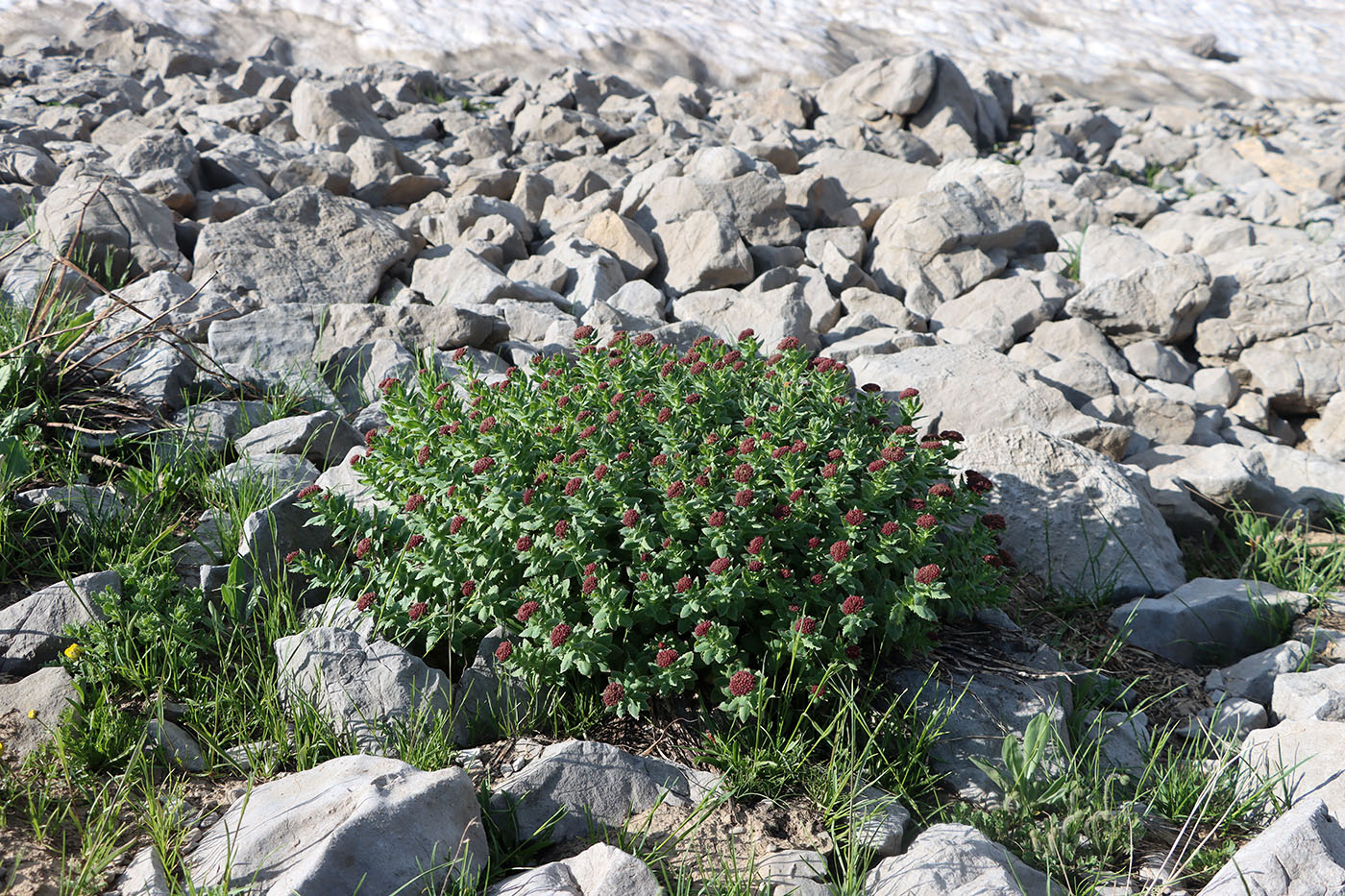 Изображение особи Rhodiola heterodonta.