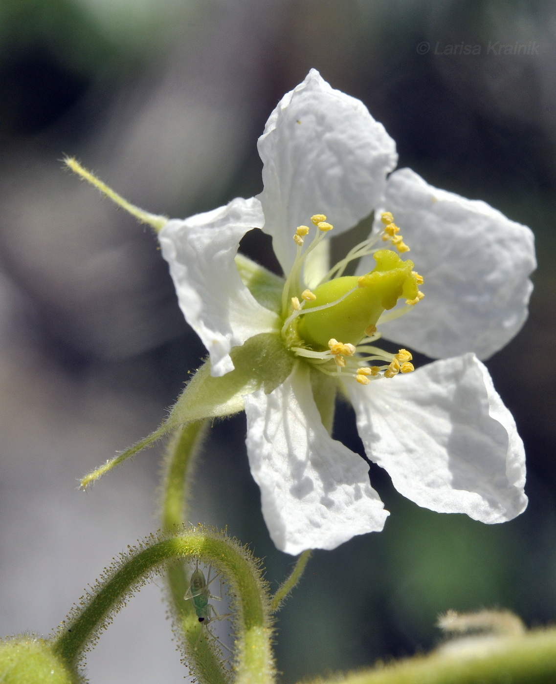 Image of Muntingia calabura specimen.