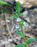 Veronica serpyllifolia