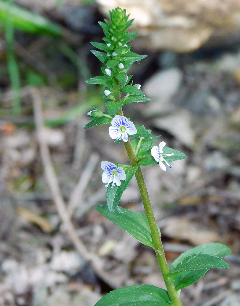 Изображение особи Veronica serpyllifolia.