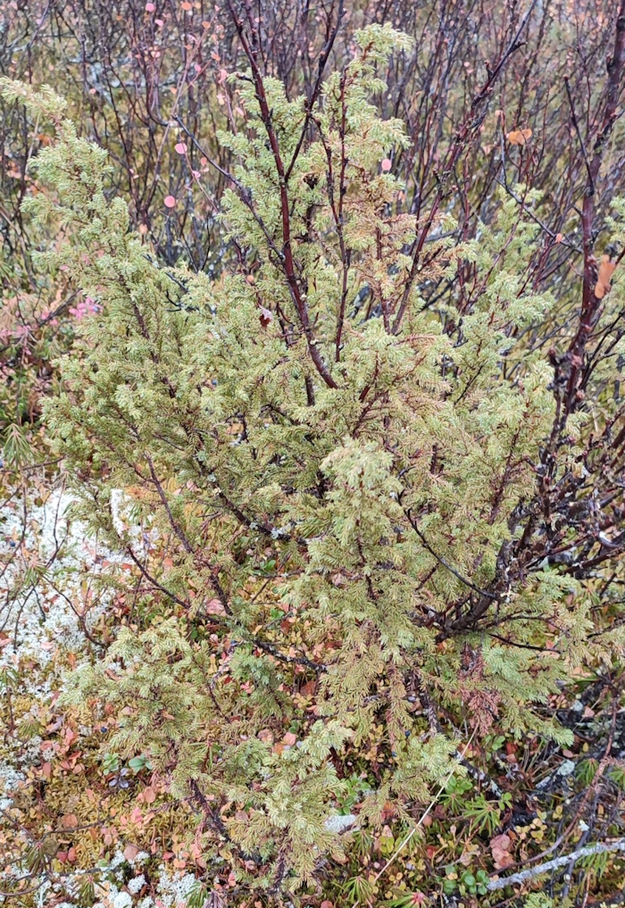 Изображение особи Juniperus sibirica.