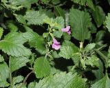 Drymosiphon grandiflorus