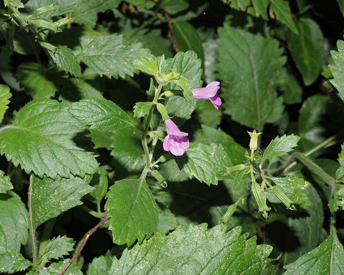 Image of Drymosiphon grandiflorus specimen.