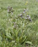 Rindera tetraspis