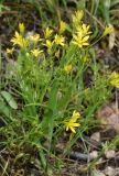 Gagea gageoides