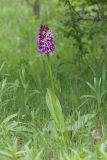Смотреть изображение Orchis purpurea подвид caucasica