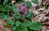 View full-size image Corydalis caucasica