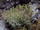 Смотреть изображение Schivereckia podolica