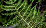 View full-size image Athyrium filix-femina