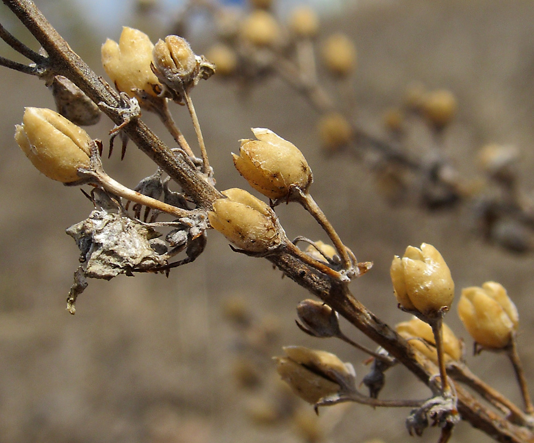 Image of Verbascum lychnitis specimen.