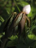 Sinopodophyllum hexandrum. Верхушка побега с закрывшимся цветком. Ленинградская область, дер. Дубки, в культуре. 22.05.2011.