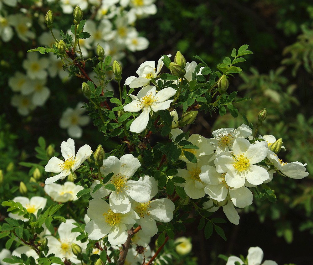 Изображение особи Rosa spinosissima.