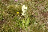 Primula ruprechtii